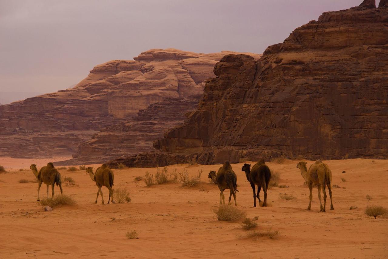 Wadi Rum Desert Secret Camp Вади Рум Екстериор снимка